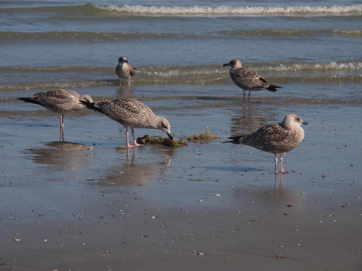 Entre Dunes Et